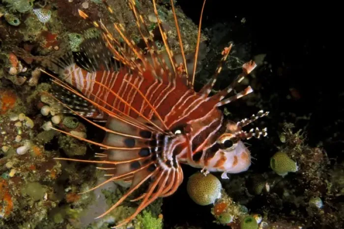 Framed Print : Indonesia, Sulawesi. Close up of spotfin lionfish, or pterois antennata Framed Print : Indonesia, Sulawesi. Close up of spotfin lionfish, or pterois antennata