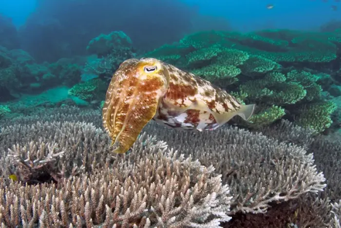 Framed Print : Indonesia, Sulawesi Island, Buyat Bay. A cuttlefish swims over hard coral. Credit as Framed Print : Indonesia, Sulawesi Island, Buyat Bay. A cuttlefish swims over hard coral. Credit as