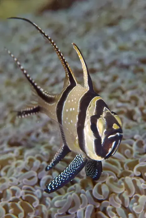 Framed Print : Indonesia, Sulawesi Island, Lembeh Strait. Close-up of Banggi cardinalfish. Credit as Framed Print : Indonesia, Sulawesi Island, Lembeh Strait. Close-up of Banggi cardinalfish. Credit as