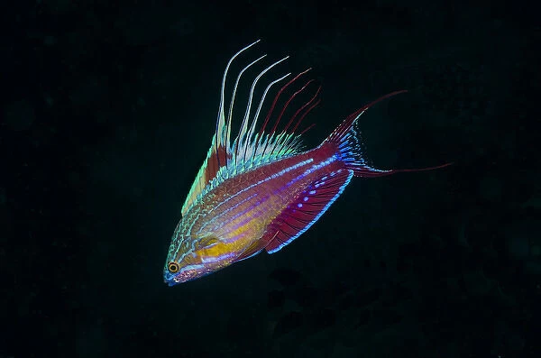 Indonesia, Sulawesi, Lembeh Strait. Close-up of colorful wrasse fish