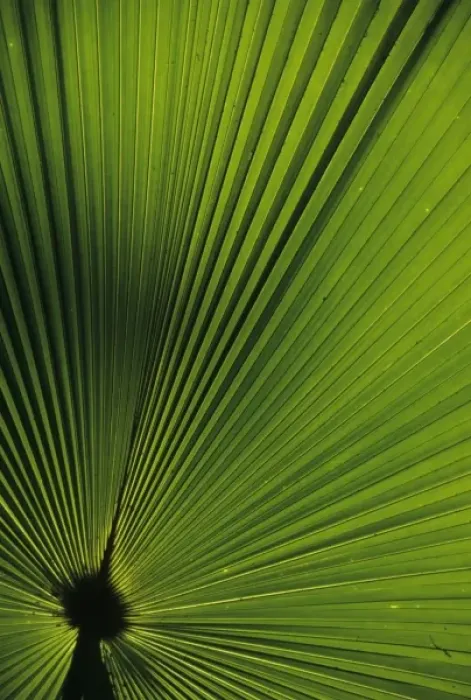 Framed Print : Indonesia, Sulawesi, near Manado. Palm frond in 22, 000 acre Tangkoko-Batuangus-Dua Saudara Reserve Framed Print : Indonesia, Sulawesi, near Manado. Palm frond in 22, 000 acre Tangkoko-Batuangus-Dua Saudara Reserve