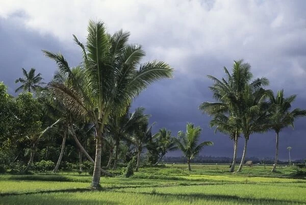 Indonesia, Sulawesi. Palm trees and rice paddies near Lake Tonano (near Manado)
