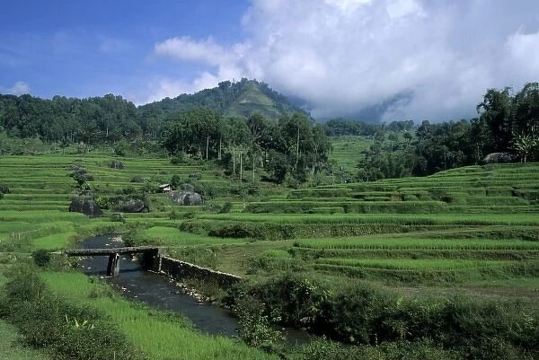 Indonesia, Sulawesi, Tana Toraja region. Bridge over stream amid terraced rice fields