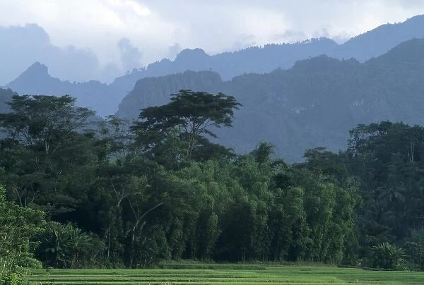 Indonesia, Sulawesi, Tana Toraja region. Karst limestone mountains behind lush forests