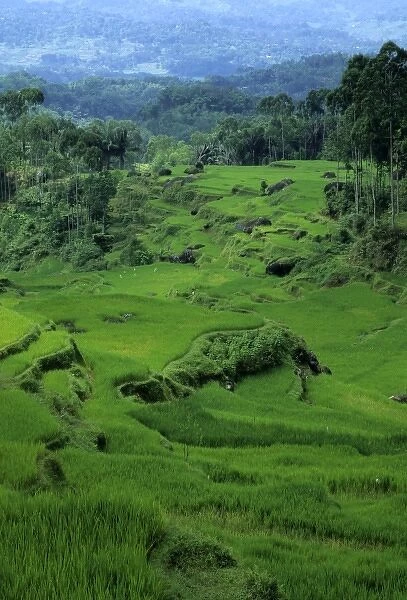 Indonesia, Sulawesi, Tana Toraja region. Terraced rice fields near Batu Tumonga