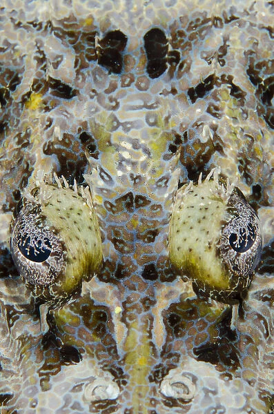 Indonesia, West Papua, Cenderawasih Bay. Close-up of crocodilefish