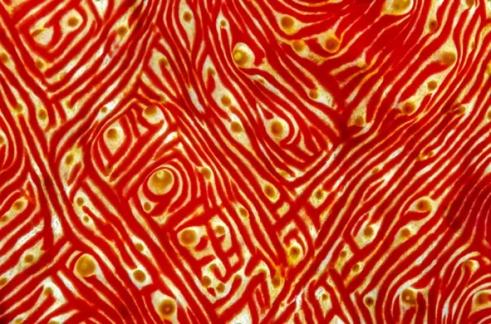 Framed Print : Indonesia, West Papua, Raja Ampat. Close-up of sea cucumber Framed Print : Indonesia, West Papua, Raja Ampat. Close-up of sea cucumber