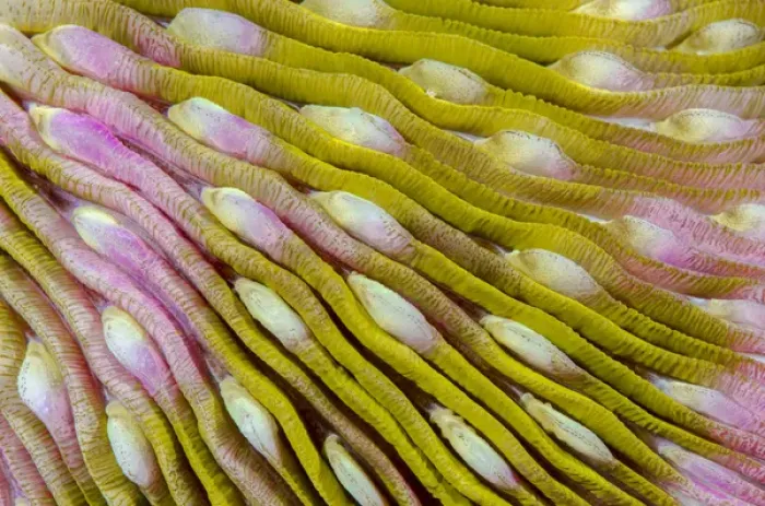 Framed Print : Indonesia, West Papua, Raja Ampat. Close-up of hard coral Framed Print : Indonesia, West Papua, Raja Ampat. Close-up of hard coral