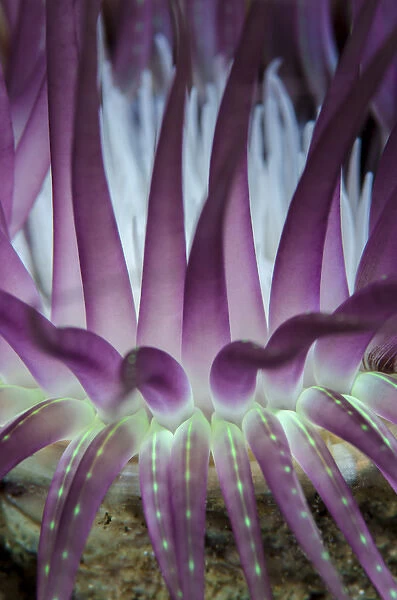 Indonesia, West Papua, Raja Ampat. Close-up of sea anemone
