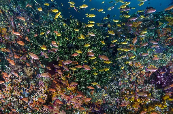 Indonesia, West Papua, Raja Ampat. Anthia fish and coral reef