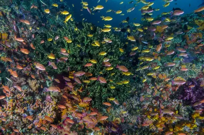 Framed Print : Indonesia, West Papua, Raja Ampat. Anthia fish and coral reef Framed Print : Indonesia, West Papua, Raja Ampat. Anthia fish and coral reef