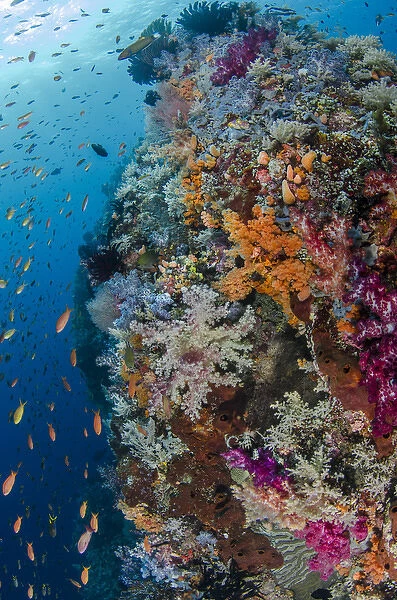 Indonesia, West Papua, Raja Ampat. Fish and coral reef