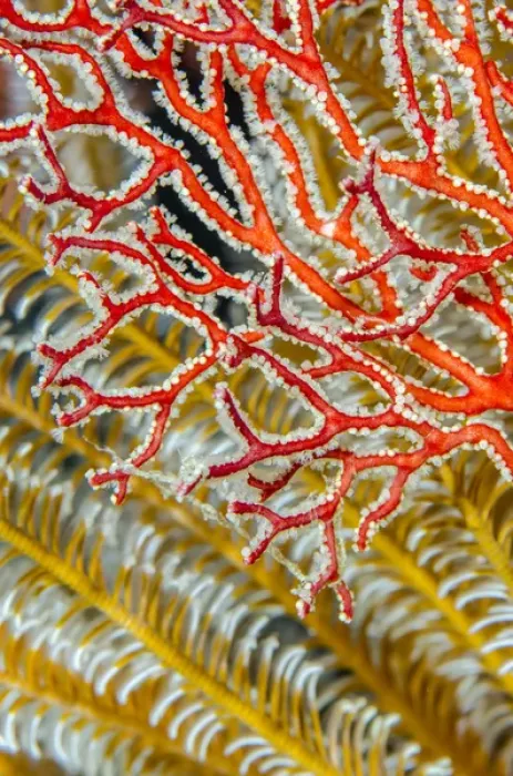 Framed Print : Indonesia, West Papua, Raja Ampat. Crinoids and sea fan Framed Print : Indonesia, West Papua, Raja Ampat. Crinoids and sea fan