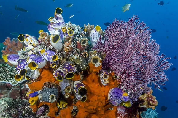 Indonesia, West Papua, Raja Ampat. Coral reef and fish
