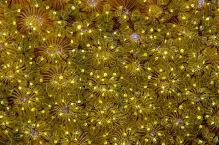 Framed Print : Indonesia, West Papua, Raja Ampat. Close-up of hard coral Framed Print : Indonesia, West Papua, Raja Ampat. Close-up of hard coral