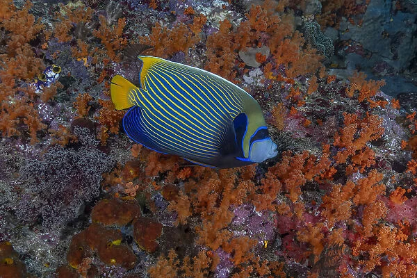 Indonesia, West Papua, Raja Ampat. Angelfish close-up