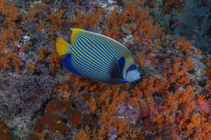 Framed Print : Indonesia, West Papua, Raja Ampat. Angelfish close-up Framed Print : Indonesia, West Papua, Raja Ampat. Angelfish close-up