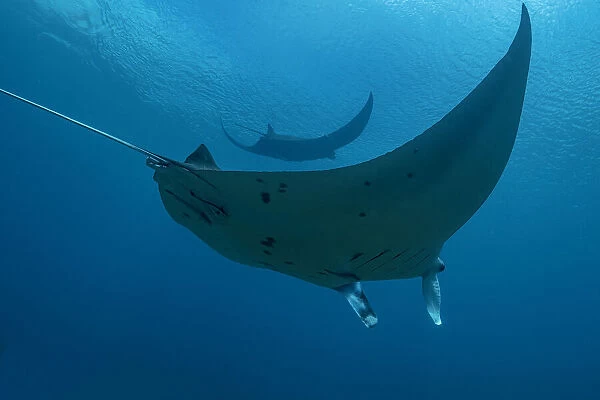 Indonesia, West Papua, Raja Ampat. Underneath two manta rays