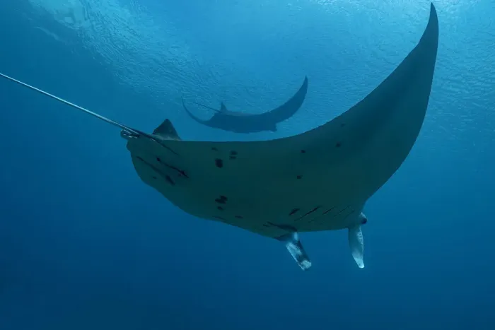 Framed Print : Indonesia, West Papua, Raja Ampat. Underneath two manta rays
