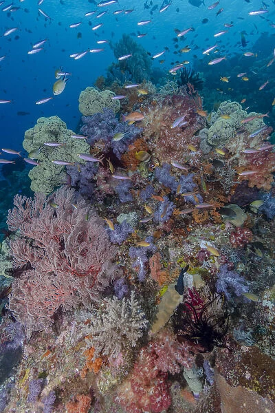 Indonesia, West Papua, Raja Ampat. Coral reef scenic