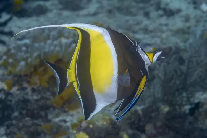 Framed Print : Indonesia, West Papua, Raja Ampat. Close-up of angelfish Framed Print : Indonesia, West Papua, Raja Ampat. Close-up of angelfish