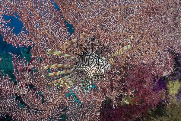 Indonesia, West Papua, Raja Ampat. Lionfish and coral