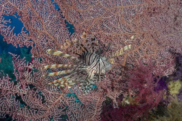 Framed Print : Indonesia, West Papua, Raja Ampat. Lionfish and coral Framed Print : Indonesia, West Papua, Raja Ampat. Lionfish and coral