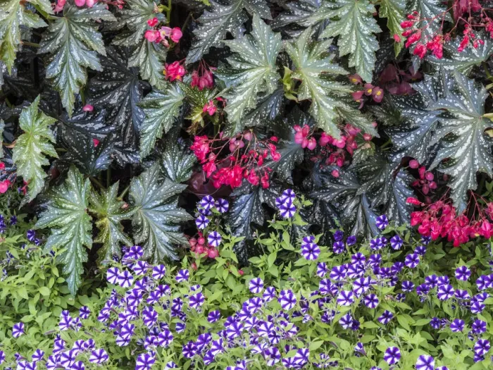 Framed Print : Indoor garden with a variety of spring blooming flowers Framed Print : Indoor garden with a variety of spring blooming flowers