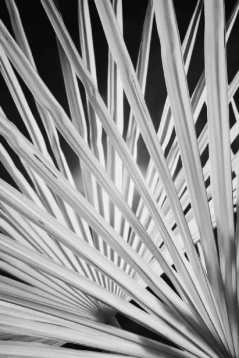 Framed Print : Infra Red Black & White view of palm tree fronds, Montalcino, Italy, Tuscany