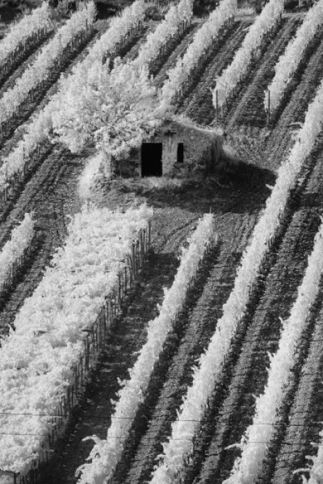 Framed Print : Infra Red Black & White view of small stone barn and hillside vineyard near Montalcino Framed Print : Infra Red Black & White view of small stone barn and hillside vineyard near Montalcino