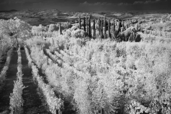 Framed Print : Infra Red Black & White of vineyards, Montepulciano, Italy, Tuscany Framed Print : Infra Red Black & White of vineyards, Montepulciano, Italy, Tuscany