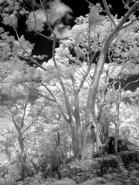 Infra red of trees buildings and trails in Las Terrazas nature reserve in Cuba
