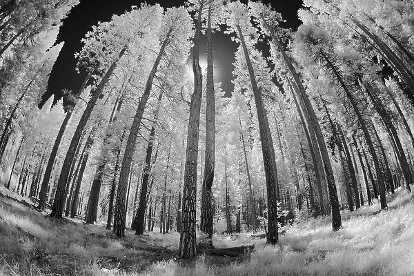 Infrared image of view up through trees, Yosemite National Park, California