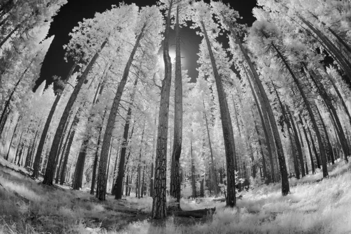Framed Print : Infrared image of view up through trees, Yosemite National Park, California Framed Print : Infrared image of view up through trees, Yosemite National Park, California