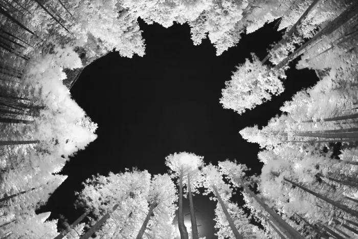 Framed Print : Infrared image of view up through trees, Yosemite National Park, California Framed Print : Infrared image of view up through trees, Yosemite National Park, California