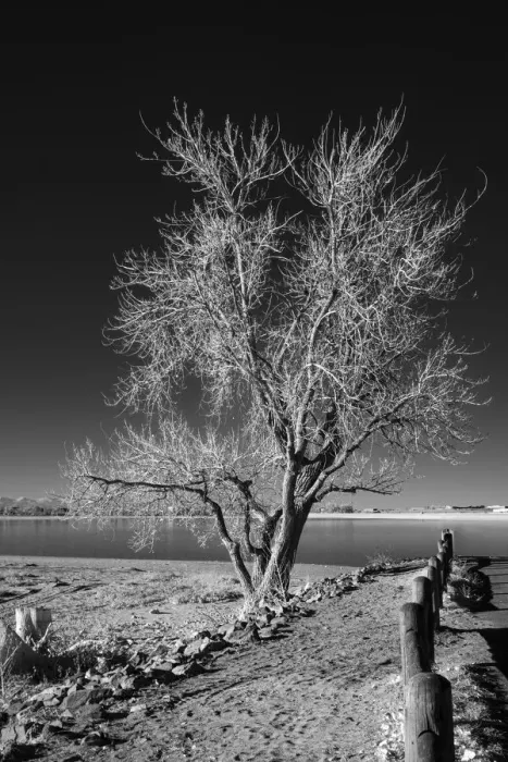 Framed Print : Infrared of lone tree Framed Print : Infrared of lone tree