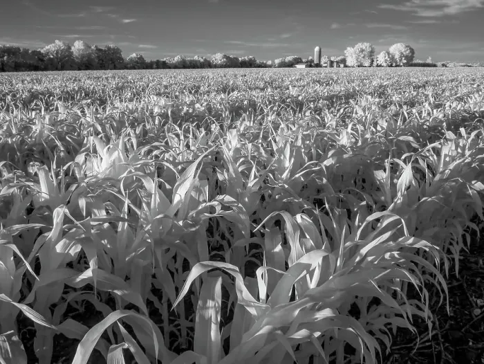 Framed Print : Infrared of Minnesota River, Minnesota River Valley Wildlife Refuge, central Minnesota