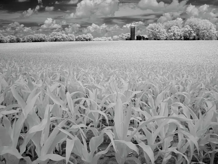 Framed Print : Infrared of Minnesota River, Minnesota River Valley Wildlife Refuge, central Minnesota Framed Print : Infrared of Minnesota River, Minnesota River Valley Wildlife Refuge, central Minnesota