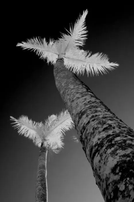 Framed Print : Two infrared palm trees