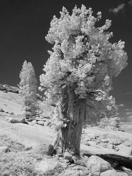 Infrared photo in East side of Yosemite National Park, California