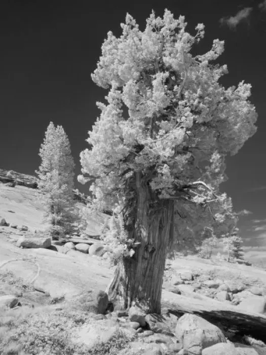 Framed Print : Infrared photo in East side of Yosemite National Park, California