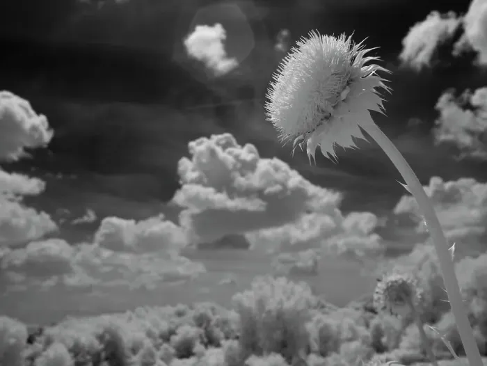 Framed Print : Infrared of thistle flower, Minnesota River Valley Wildlife Refuge, central Minnesota Framed Print : Infrared of thistle flower, Minnesota River Valley Wildlife Refuge, central Minnesota