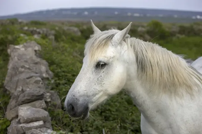 Framed Print : Inishmore Island. Aran Islands. Ireland White horses Framed Print : Inishmore Island. Aran Islands. Ireland White horses