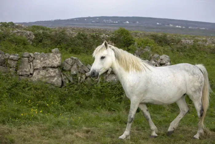 Framed Print : Inishmore Island. Aran Islands. Ireland White horses Framed Print : Inishmore Island. Aran Islands. Ireland White horses