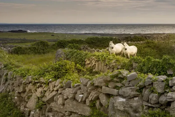 Framed Print : Inishmore Island. Aran Islands. Ireland. Horses behind rocky fences