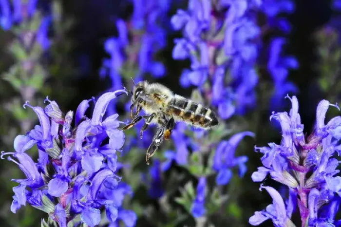 Framed Print : Insect in Flight, High Speed Photographic Technique Framed Print : Insect in Flight, High Speed Photographic Technique