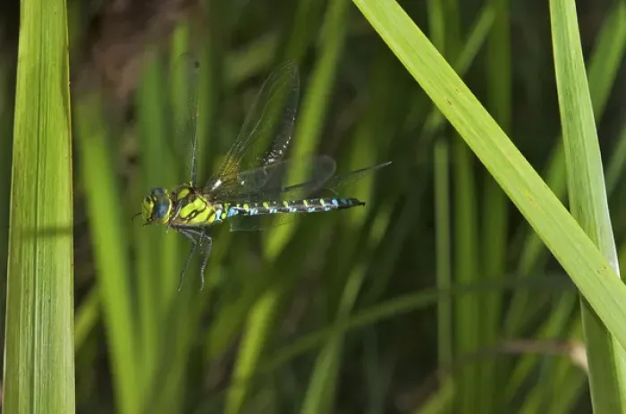 Framed Print : Insect in Flight, High Speed Photographic Technique Southern Hawker or Blue Darner in Flight