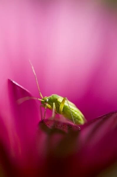 Insect on garden flower, California