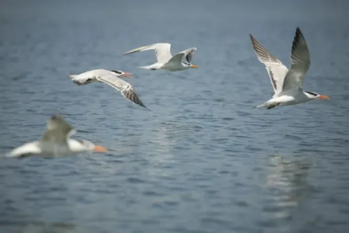 Framed Print : Interior Least Terns (Sterna Antillarum) in flight over Monkey River, Stann Creek District, Belize