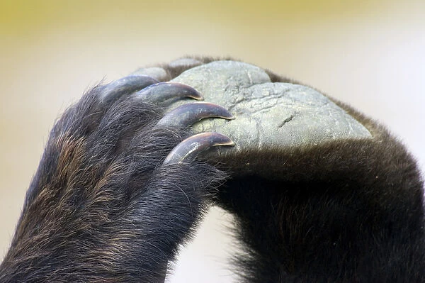 An intimate portrait of a grizzlys paws and claws